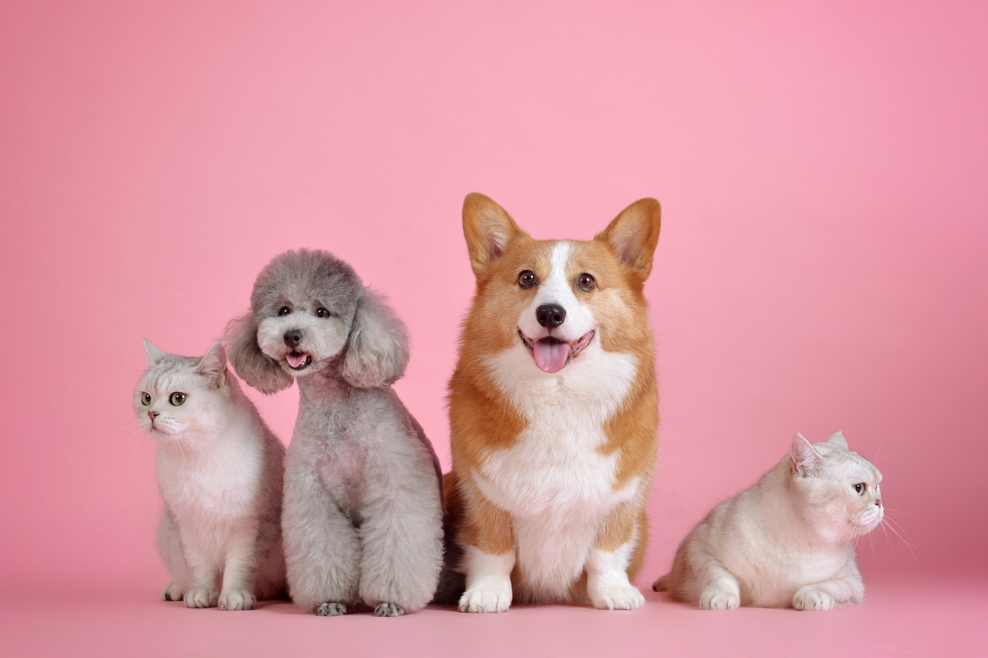 Hunde