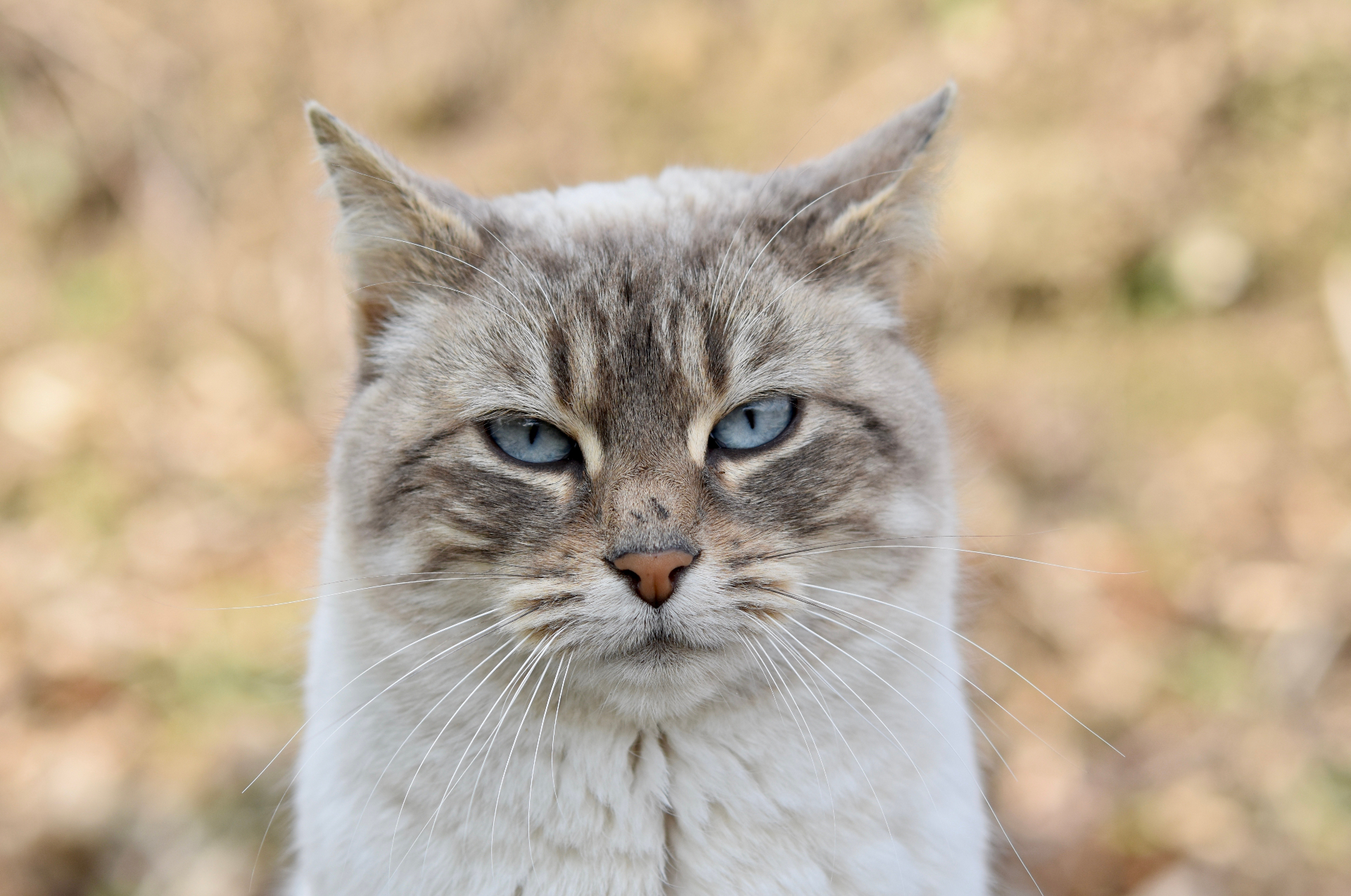 Katzen