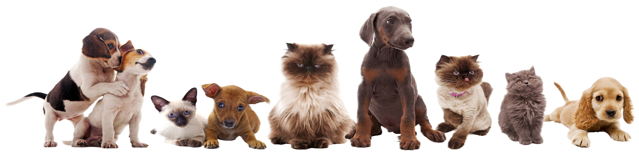 Hunde, Katzen und Welpen – Patienten der Kleintierpraxis Elbvororte