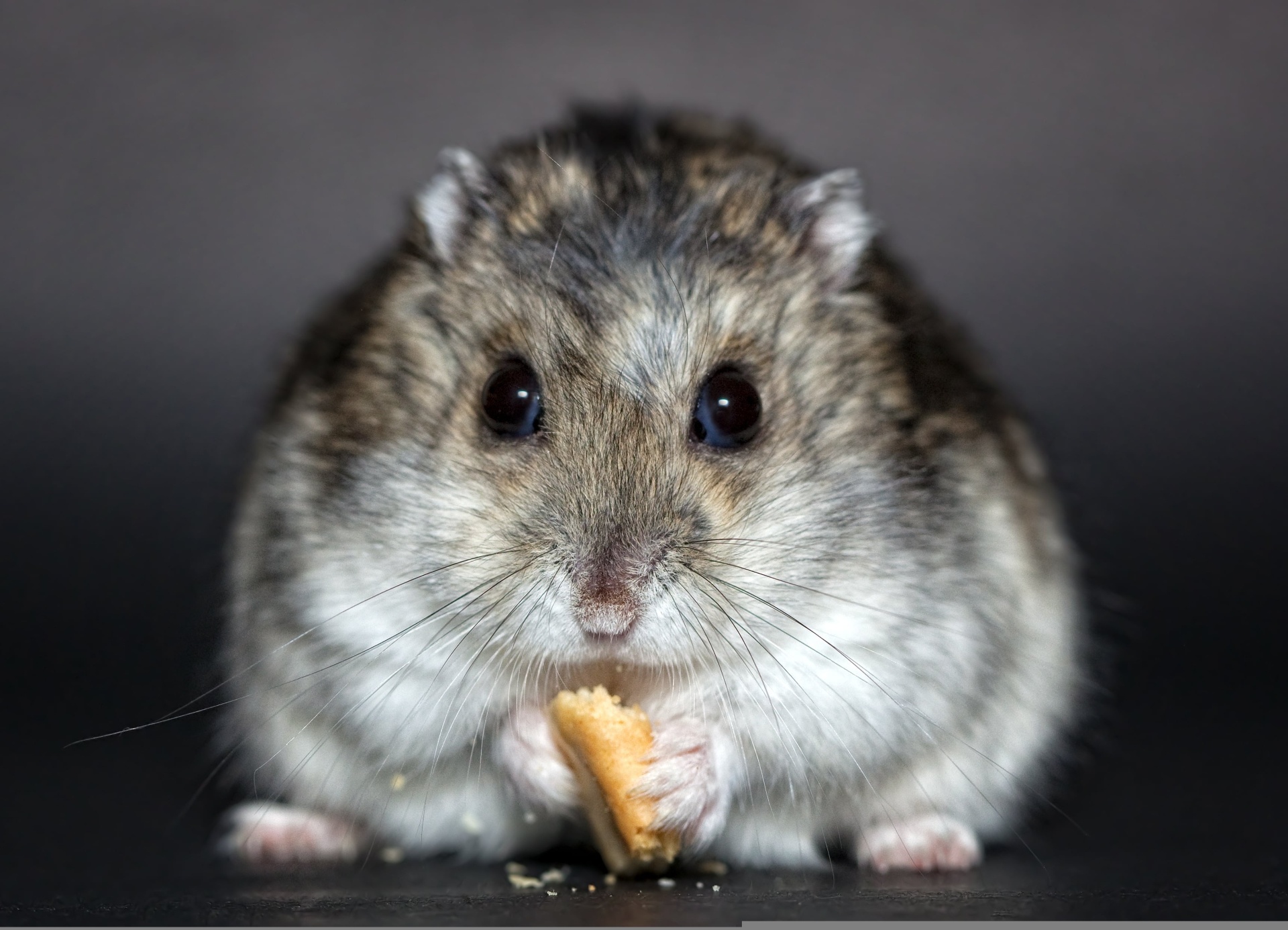 Heimtiere